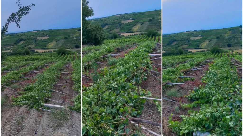 Erërat e forta shkaktojnë dëme të mëdha në vreshtin e fermerit nga Rahoveci
