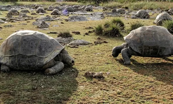 Shkencëtarët zbulojnë 180 mijë breshka gjigante në një ishull të Seychelles
