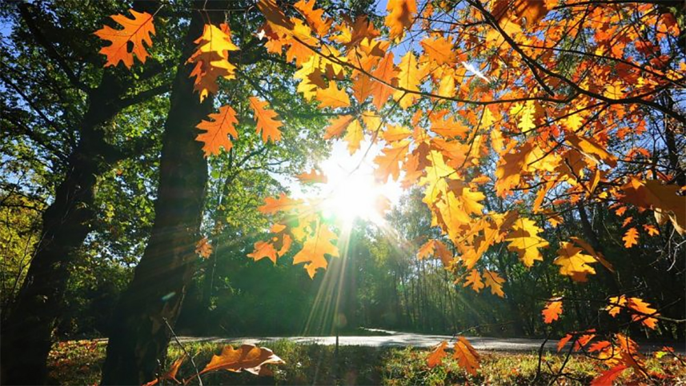 Parashikimi për këtë javë  Temperaturat e mëngjesit zbresin nën 0°C  ditën ngjiten deri në 26°C